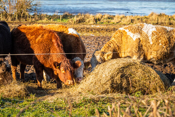 Cattle feeding on hay beside a fence in a heavily grazed field in Scotland