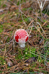 Fly Agaric (Amanita muscaria)