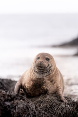 Naklejka premium Seal - Iceland