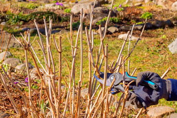 Spring pruning with hand pruning shears of a tree hydrangea bush in the garden. 