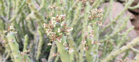 NATURAL GREEN AYURVEDIC MEDICATED USEFUL PLANT AND FLOWERS IMAGE