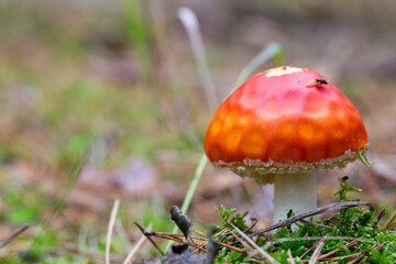 Fly Agaric (Amanita muscaria)