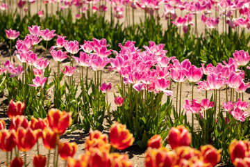 Tulip field colorful neat three row close up