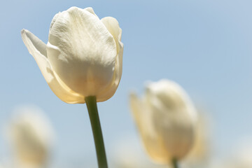 Photo of White tulip taken from underneath reaching to the sun filled blue sky with blurred tulips in the background