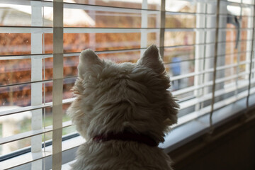 A white west highland terrier on neighbourhood watch, looking out of a window