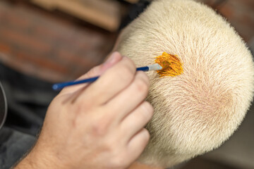 barber's hands cutting and painting head as a young man in vintage barbershop 