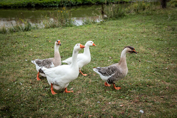 farm geese