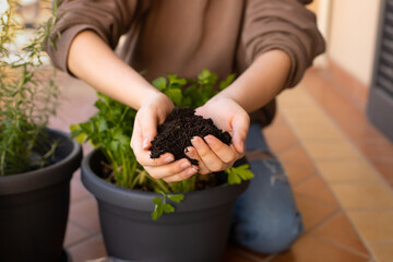 Hands of teen girl sitting on the terrace changes the pot with the potting soil for the kitchen seedlings: parsley, sage, rosemary