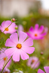 Beautiful garden flowers - cosmea. Flower on a blurred color background