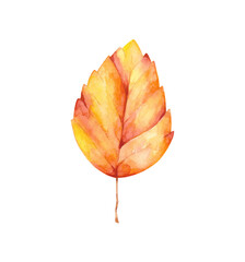 Fototapeta premium Watercolor bright autumn leaf clip art isolated on white background. Fall foliage illustration. Orange, red and yellow leaf design element.