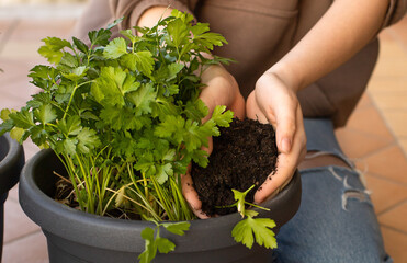Hands of teen girl sitting on the terrace changes the pot with the potting soil for the kitchen seedlings: parsley, sage, rosemary