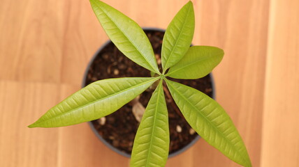 Jade plant seedlings leaf photo