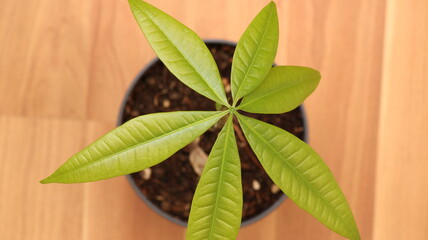 Jade plant seedlings leaf photo