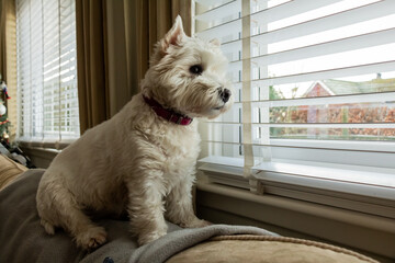 A cute white west highland terrier dog, looking out of a window
