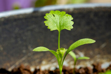 young coriander seedling