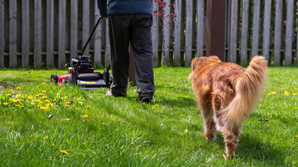 Rear view of Nova Scotia Duck Tolling Retriever following a middle aged man mowing the lawn with a...