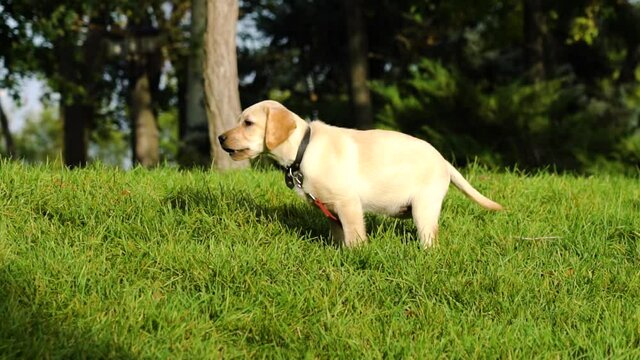 Cute golden retriever yellow labrador puppy on leash sitting played on lawn with green grass.