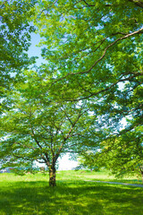 Green Tree