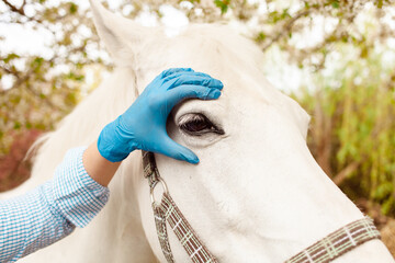 beautiful female vet inspects a white horse. Love, medicine, pet care, trust, happiness, health. A...