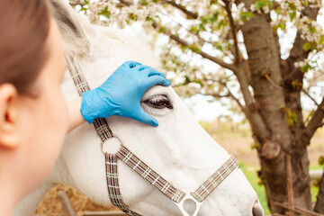 beautiful female vet inspects a white horse. Love, medicine, pet care, trust, happiness, health. A...