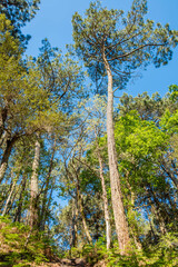 Beautiful landscape of the Landes forest in the south west of France