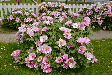 bush of blooming pink peony flowers