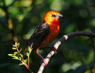 Closeup of a red fody cardinal bird
