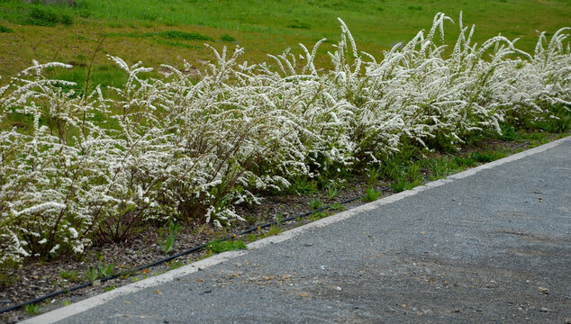 It is a shrub This compact deciduous shrub growing to a height of 1.5 m and wide bears in the spring along the arched stems small lanceolate leaves and a few white flowers at the side of the road