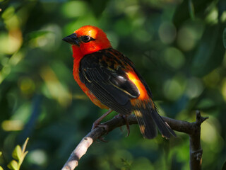 Red Fody Cardinal bird in natural environmemt