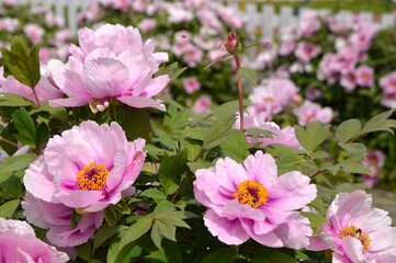 blooming pink peony flowers close up