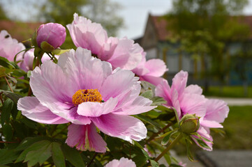 Obraz premium blooming pink peony flowers close up