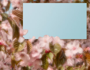 Cherry blossom background with free space for text