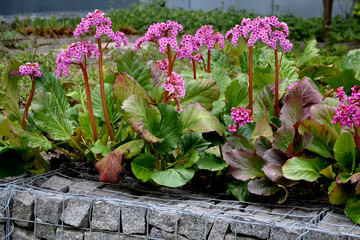 Bergenia rotblum is a deep pink flowering bergenia variety with almost round leaves. They are dark...