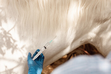 beautiful female vet inspects a white horse. Love, medicine, pet care, trust, happiness, health. A...