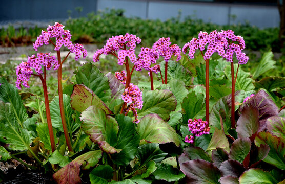 Bergenia rotblum is a deep pink flowering bergenia variety with almost round leaves. They are dark olive green with a burgundy touch in season and bronze red to burgundy from autumn to spring. 