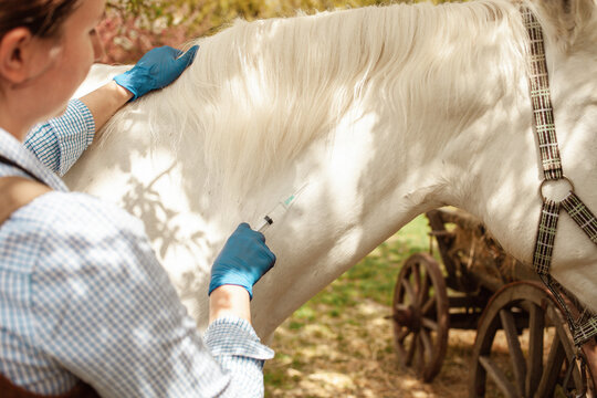 Beautiful Female Vet Inspects A White Horse. Love, Medicine, Pet Care, Trust, Happiness, Health. A Girl Vaccinates A Horse. Syringe, Vaccine, Disease Protection Close Up