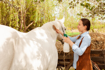 beautiful woman combs the mane and tail of a horse with a wooden comb. Spray for hair care. easy...