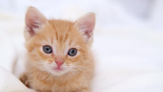  4k Portrait striped red ginger kitten wakes up, yawns and stretches. kitty looking at camera. Concept of happy adorable cat pets. Slow motion.