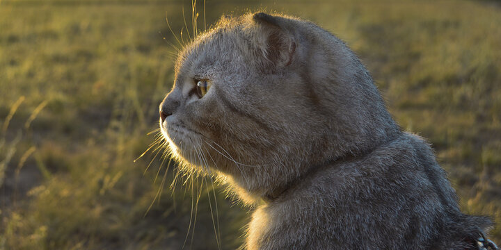 Panoramic photo of a gray cat of the Scottish fold breed in the background of blurred grass. Pets. Copy space for text.