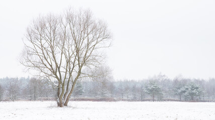samotne drzewo na polach w śniegu - obrazy, fototapety, plakaty