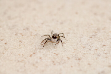 little jumping spider macro photo