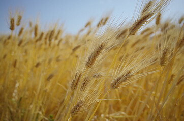 広い大麦畑