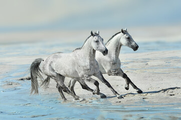 two white horses running gallop on the beach