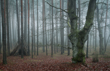 szałas w lesie we mgle © Joanna Tauriel