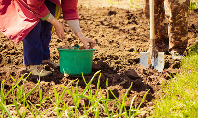 farmers working on spring farmland soil to seedling potatoe seeds