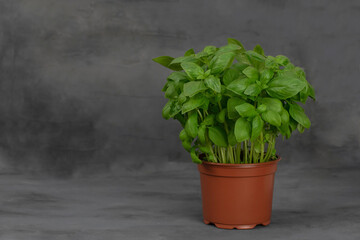 Basil herb in plant pot isolated on gray backround.