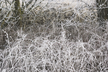 Blackberry thickets covered with a layer of frost.