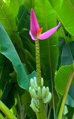 Kwiat bananowca, młode banany © ukasz