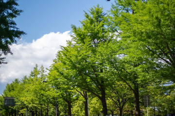 Obraz premium 青空と木