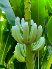 Młode banany © ukasz